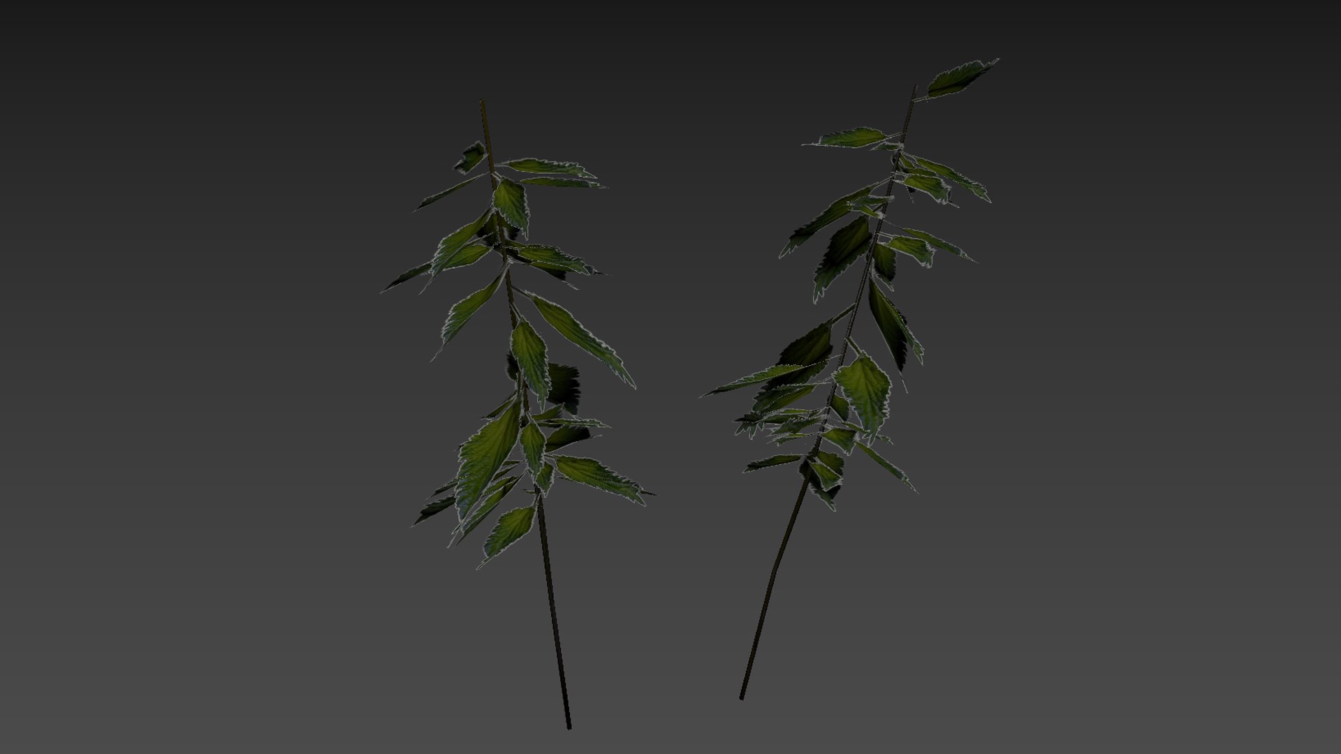 3D nettle https://p.turbosquid.com/ts-thumb/YT/U2jvS3/RK/zrzutekranu227kopia/jpg/1690549012/1920x1080/fit_q87/aac9ead4f32656d449c083e4831b5aeb502cfe32/zrzutekranu227kopia.jpg