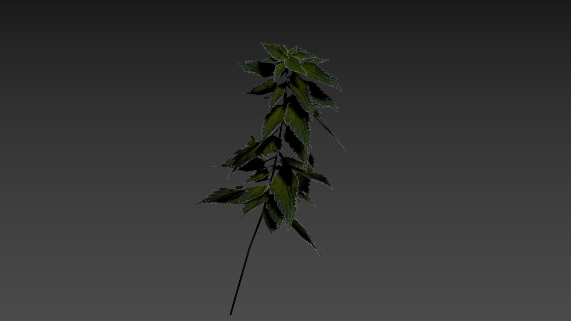 3D nettle https://p.turbosquid.com/ts-thumb/YT/U2jvS3/Ug/zrzutekranu224kopia/jpg/1690549011/1920x1080/fit_q87/85bbfa16c43d4c34ad35747f5fa198d508d102b7/zrzutekranu224kopia.jpg