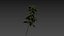 nettle