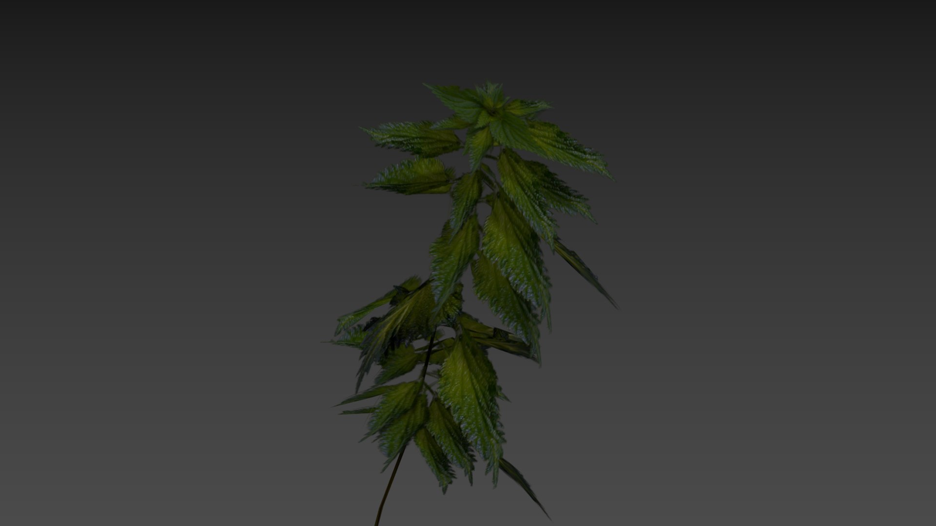3D nettle https://p.turbosquid.com/ts-thumb/YT/U2jvS3/gp/zrzutekranu219kopia/jpg/1690549009/1920x1080/fit_q87/d325a5961b61807d3315aced74301a035157b986/zrzutekranu219kopia.jpg