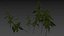 nettle