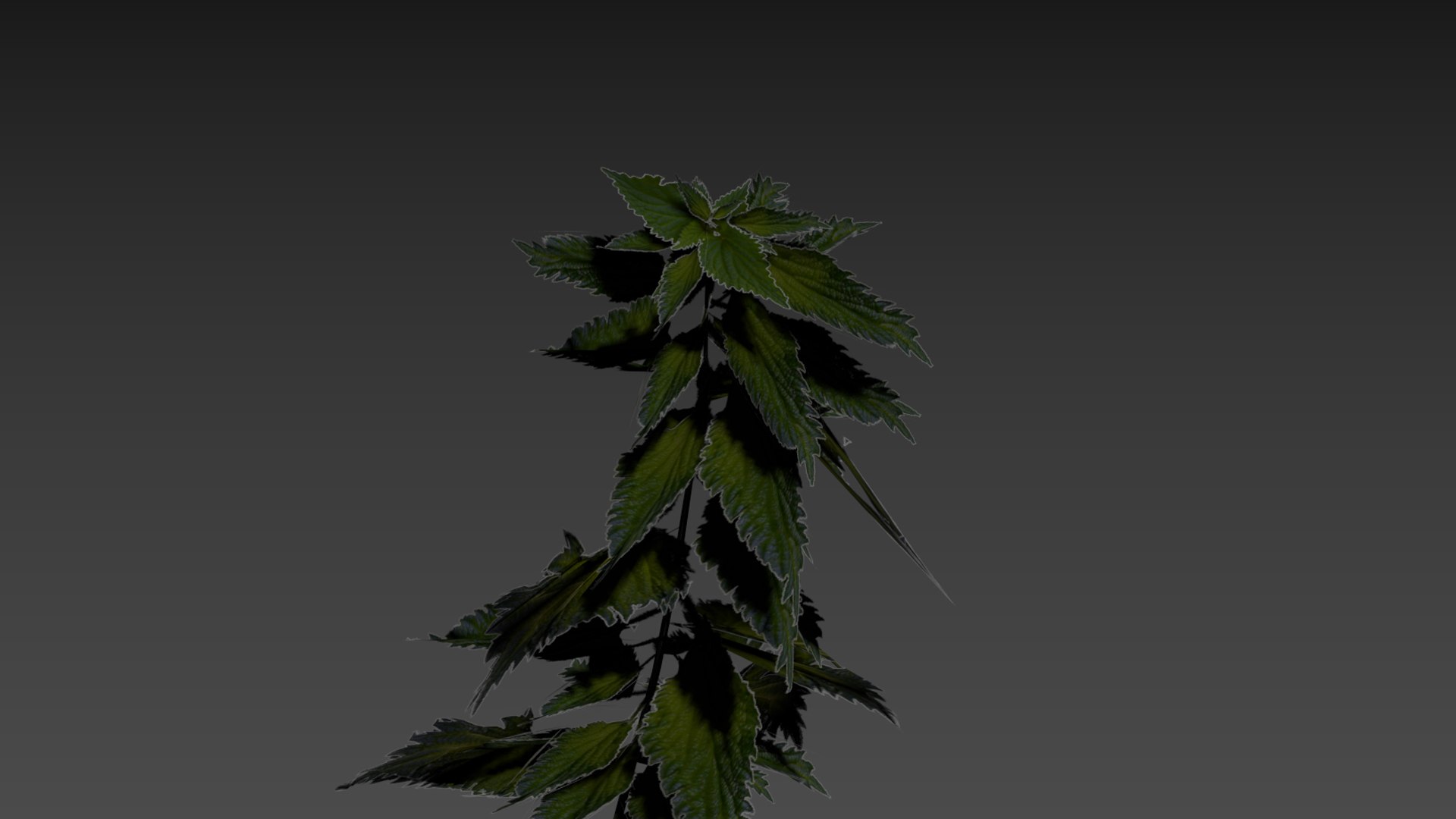 3D nettle https://p.turbosquid.com/ts-thumb/YT/U2jvS3/tU/zrzutekranu225kopia/jpg/1690549011/1920x1080/fit_q87/fbe50a6da7a50da6033369ce8553a7aa6e46c4b2/zrzutekranu225kopia.jpg