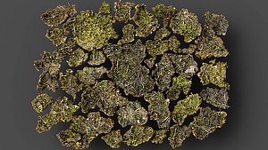 3D ground terrain patch dry soil mossy shards PBR photogrammetry