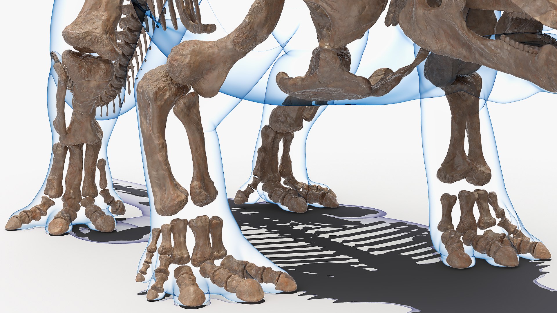 3D model triceratops skeleton fossil transparent https://p.turbosquid.com/ts-thumb/YT/ktGFez/D9ZEfYFa/triceratopsskeletonfossilwithtransparentskinrigged3dmodel017/jpg/1583416133/1920x1080/fit_q87/580db106c620c8717252c8be5cb5e4d2770220ea/triceratopsskeletonfossilwithtransparentskinrigged3dmodel017.jpg