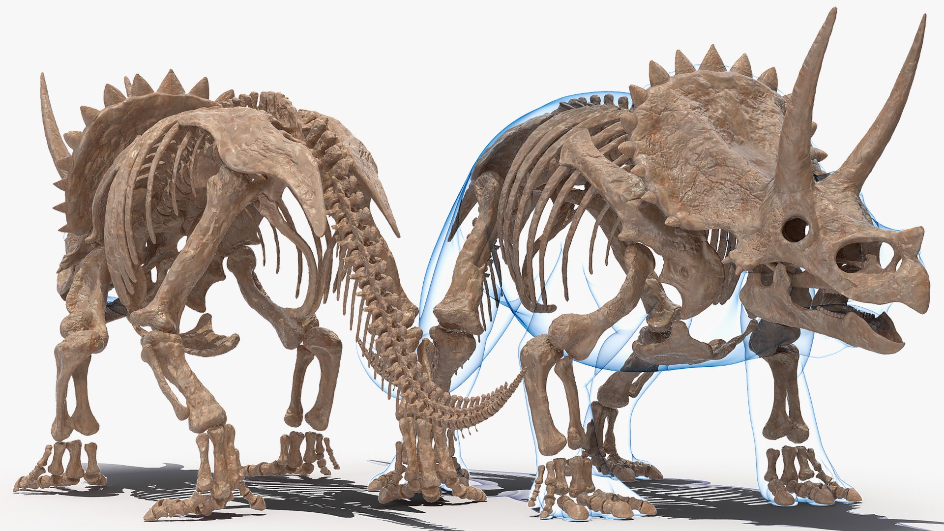 3D model triceratops skeleton fossil transparent https://p.turbosquid.com/ts-thumb/YT/ktGFez/ERABwJDs/triceratopsskeletonfossilwithtransparentskinrigged3dmodel009/jpg/1583416105/1920x1080/fit_q87/2cb9f2748239f81af1b893e1eea7c1aa44cd9182/triceratopsskeletonfossilwithtransparentskinrigged3dmodel009.jpg