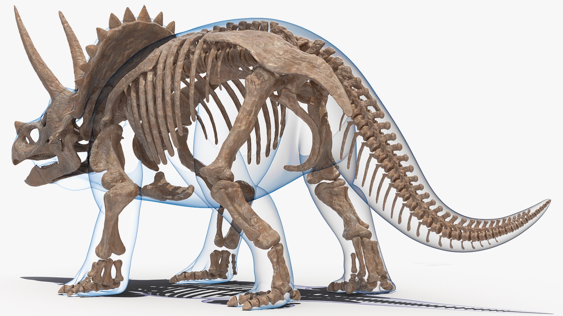 3D model triceratops skeleton fossil transparent https://p.turbosquid.com/ts-thumb/YT/ktGFez/FMVsydd5/triceratopsskeletonfossilwithtransparentskinrigged3dmodel007/jpg/1583416098/1920x1080/fit_q87/e1337263ce37163eeb26c88b674be66b896cf765/triceratopsskeletonfossilwithtransparentskinrigged3dmodel007.jpg