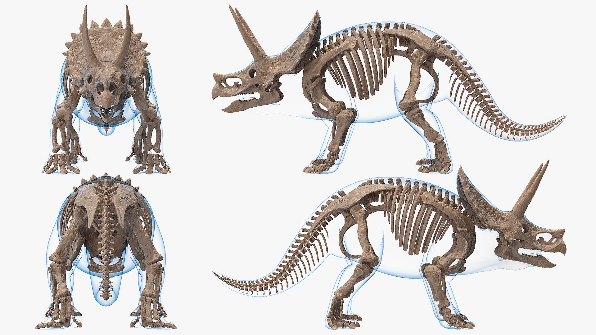 3D model triceratops skeleton fossil transparent https://p.turbosquid.com/ts-thumb/YT/ktGFez/N20hLjEx/triceratopsskeletonfossilwithtransparentskinrigged3dmodel012/jpg/1583416114/1920x1080/fit_q87/3567c60d4cd2a15d9224377e03e6db50d1c42c7e/triceratopsskeletonfossilwithtransparentskinrigged3dmodel012.jpg