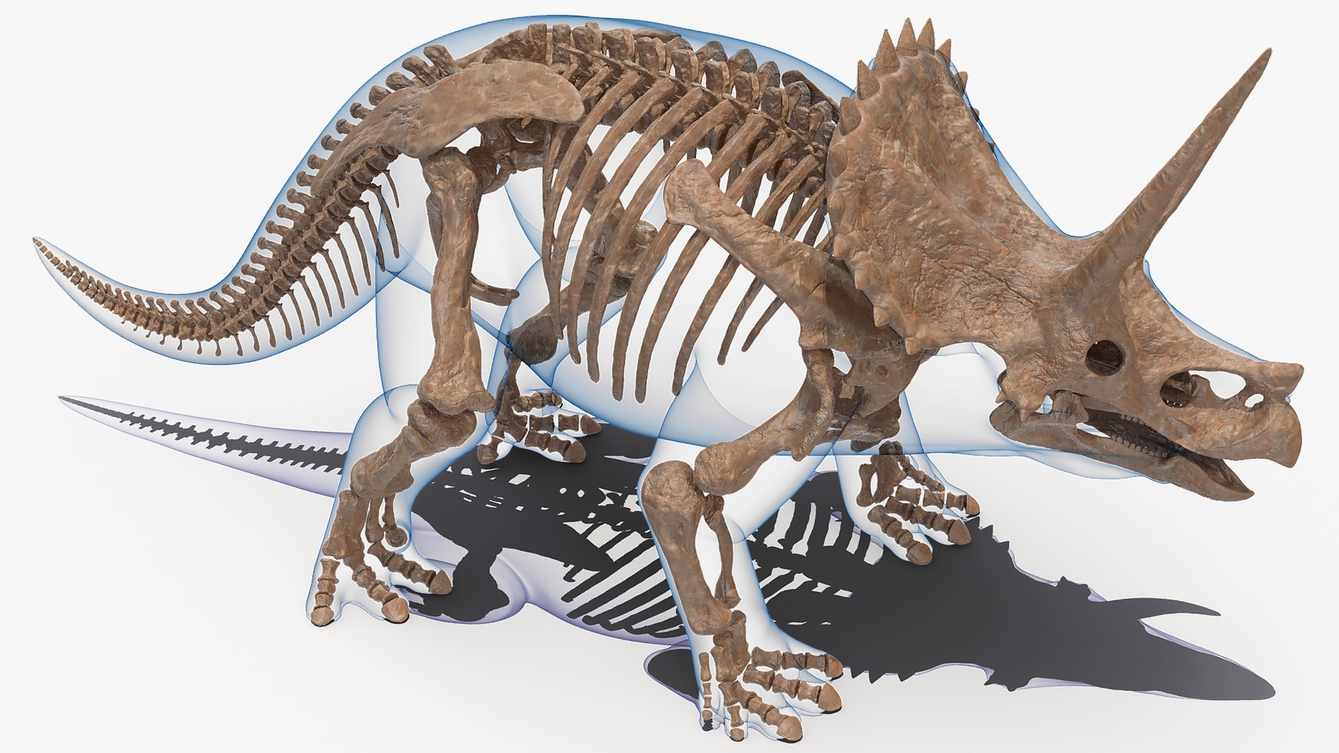 3D model triceratops skeleton fossil transparent https://p.turbosquid.com/ts-thumb/YT/ktGFez/QffmEZKV/triceratopsskeletonfossilwithtransparentskinrigged3dmodel003/jpg/1583416084/1920x1080/fit_q87/249464d45db76f58b474957d3d5fe797638a8cc1/triceratopsskeletonfossilwithtransparentskinrigged3dmodel003.jpg