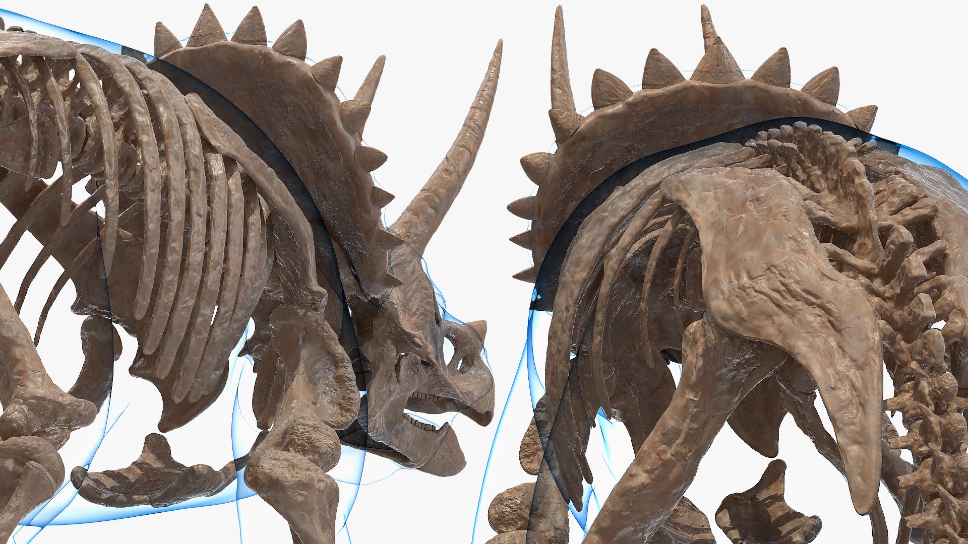 3D model triceratops skeleton fossil transparent https://p.turbosquid.com/ts-thumb/YT/ktGFez/RSdHTpCE/triceratopsskeletonfossilwithtransparentskinrigged3dmodel016/jpg/1583416129/1920x1080/fit_q87/3c5f0b8746b1323a1f775c23dc6cf40c9df24543/triceratopsskeletonfossilwithtransparentskinrigged3dmodel016.jpg