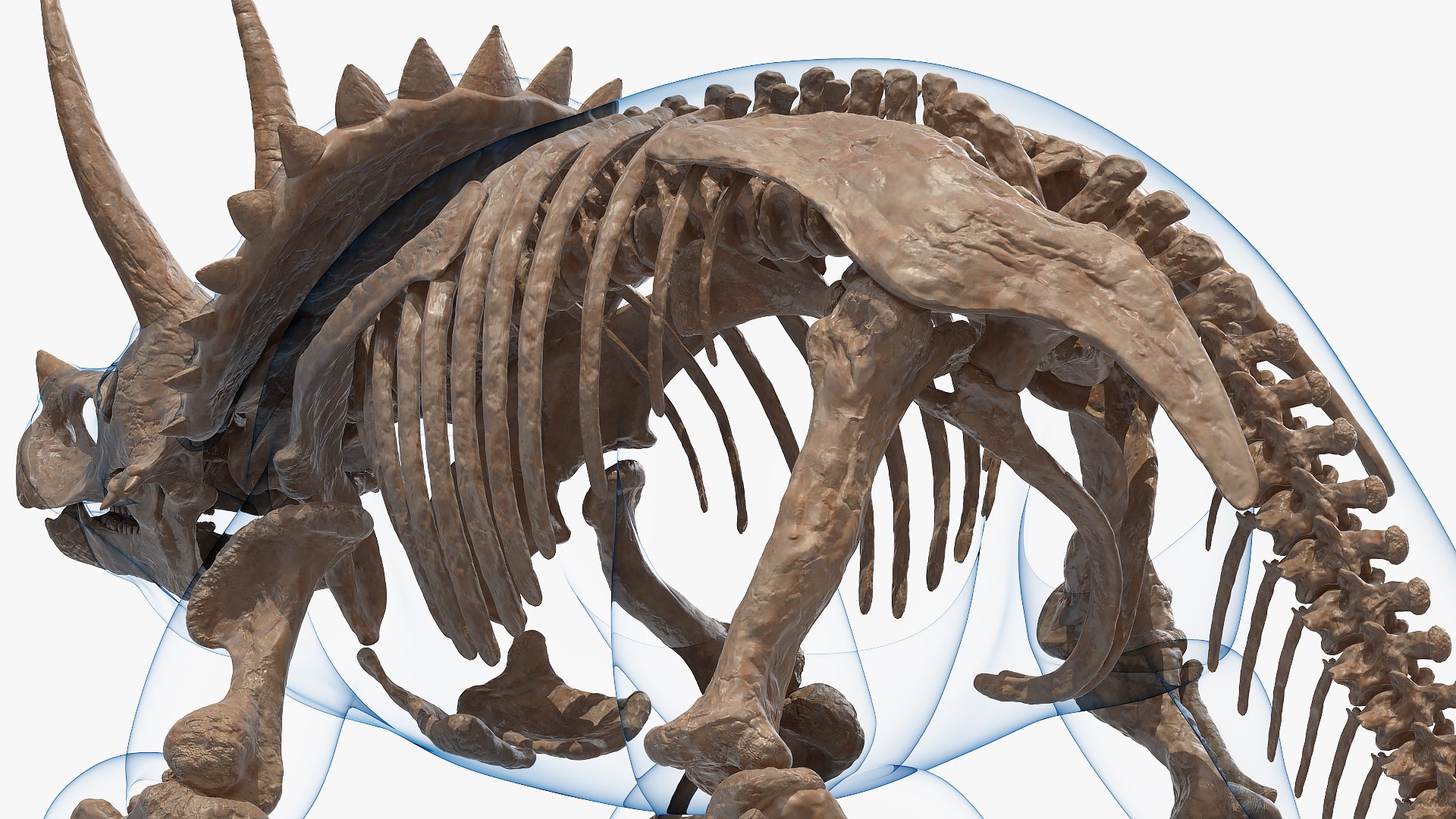 3D model triceratops skeleton fossil transparent https://p.turbosquid.com/ts-thumb/YT/ktGFez/S6CtOfQ4/triceratopsskeletonfossilwithtransparentskinrigged3dmodel018/jpg/1583416136/1920x1080/fit_q87/bd0998bbb402ca1633ab7bb5684c0b97cbdafc9a/triceratopsskeletonfossilwithtransparentskinrigged3dmodel018.jpg