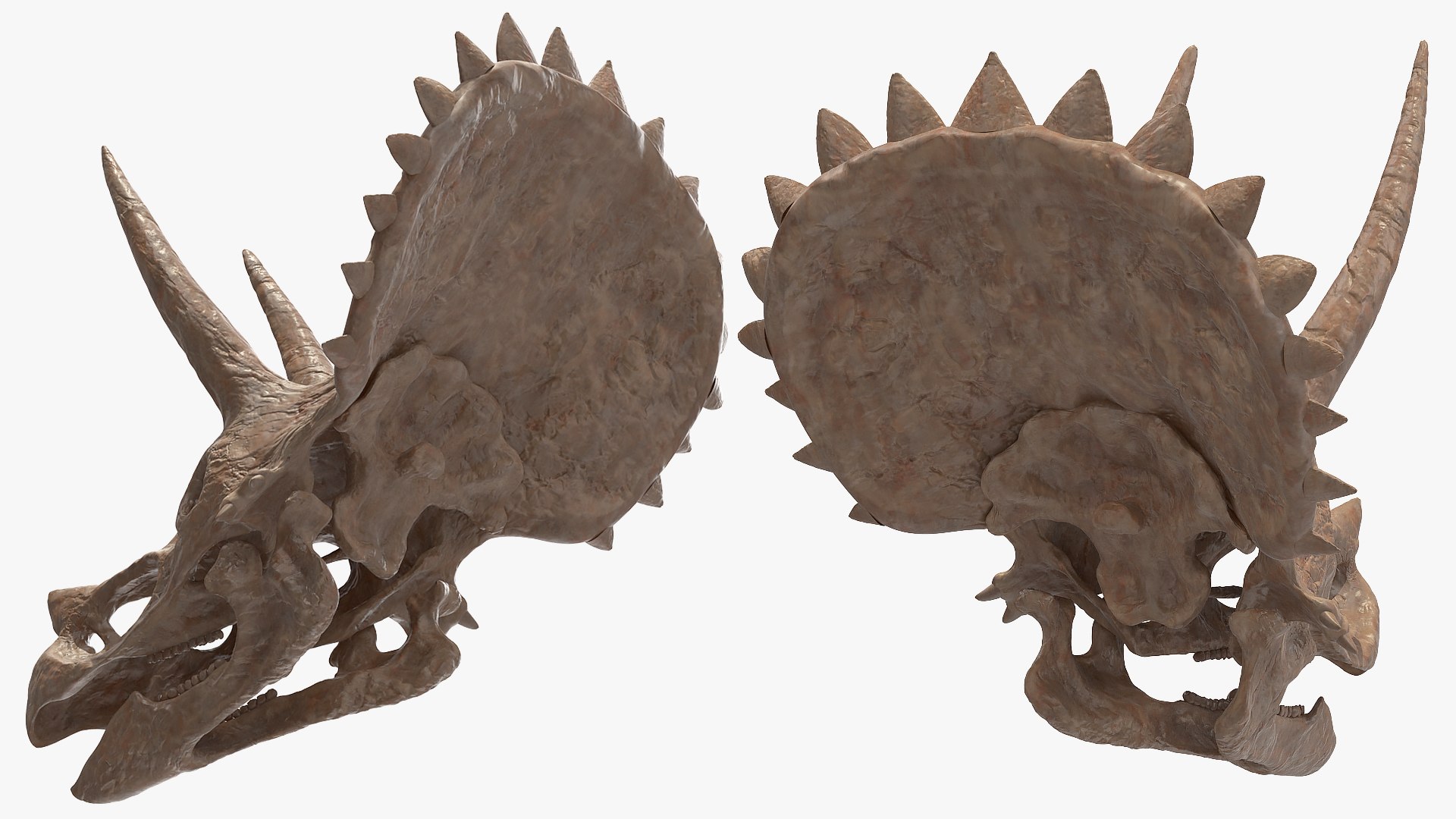 3D model triceratops skeleton fossil transparent https://p.turbosquid.com/ts-thumb/YT/ktGFez/SCOr4rbQ/triceratopsskeletonfossilwithtransparentskinrigged3dmodel023/jpg/1583416154/1920x1080/fit_q87/33675aa43808634df5d831c303cc10800ca3b02b/triceratopsskeletonfossilwithtransparentskinrigged3dmodel023.jpg