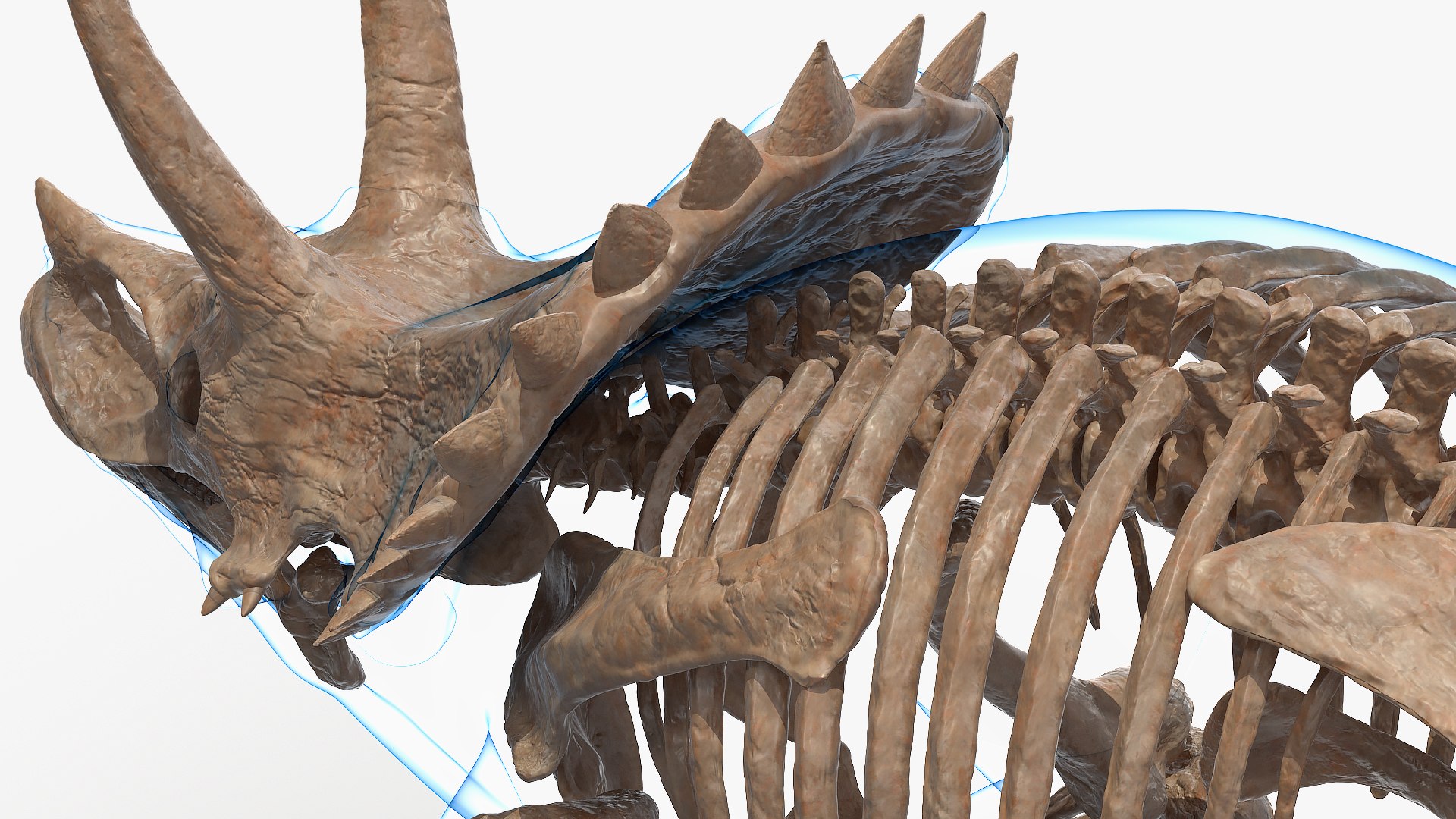 3D model triceratops skeleton fossil transparent https://p.turbosquid.com/ts-thumb/YT/ktGFez/WWOEskMW/triceratopsskeletonfossilwithtransparentskinrigged3dmodel019/jpg/1583416140/1920x1080/fit_q87/8578ccdd9a43598eb4abafbbe4f8588f4d626296/triceratopsskeletonfossilwithtransparentskinrigged3dmodel019.jpg