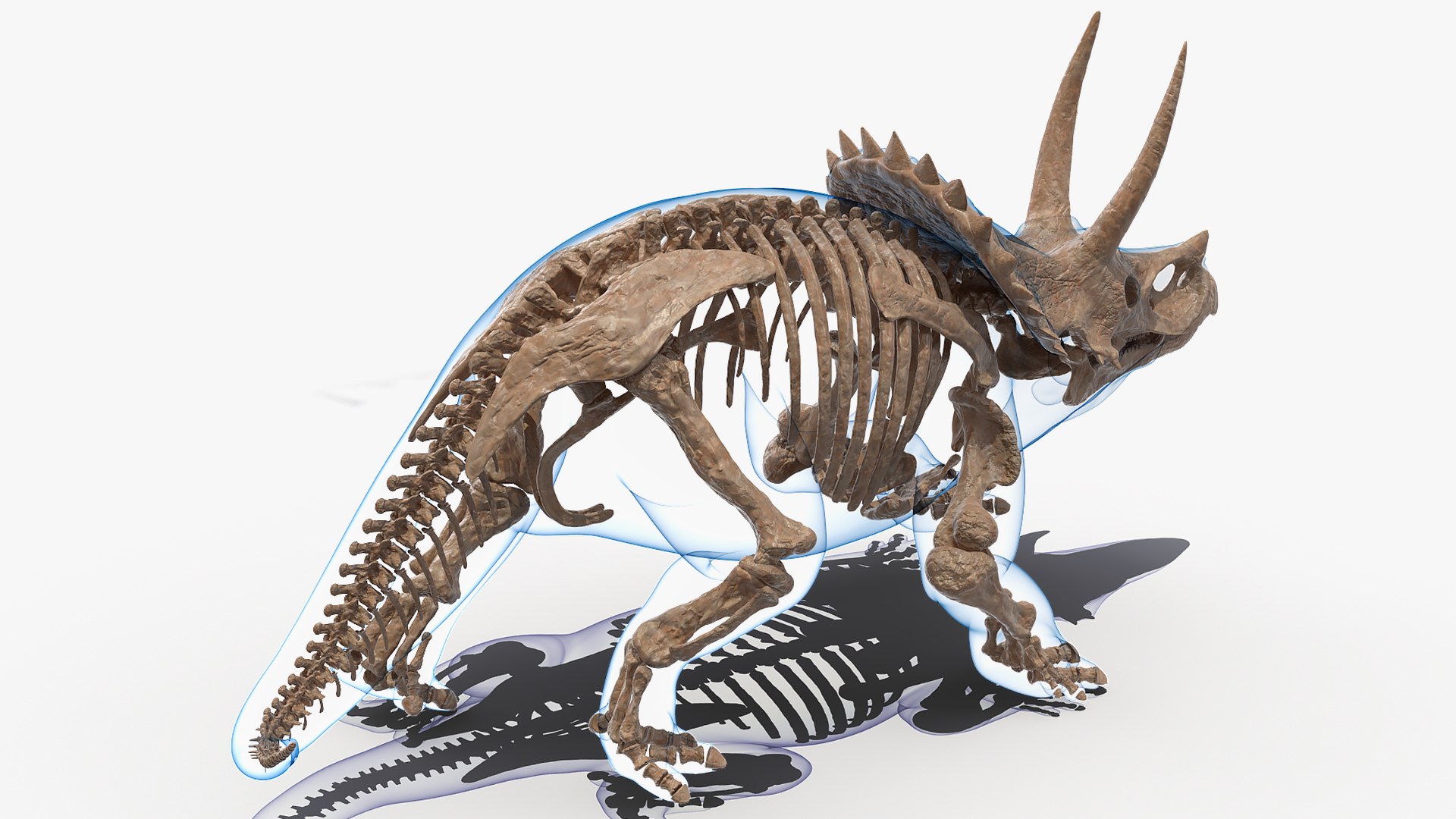 3D model triceratops skeleton fossil transparent https://p.turbosquid.com/ts-thumb/YT/ktGFez/YTqHJL5H/triceratopsskeletonfossilwithtransparentskinrigged3dmodel006/jpg/1583416094/1920x1080/fit_q87/9ec82060240363a18c085c9060c58c60ce85c0d4/triceratopsskeletonfossilwithtransparentskinrigged3dmodel006.jpg