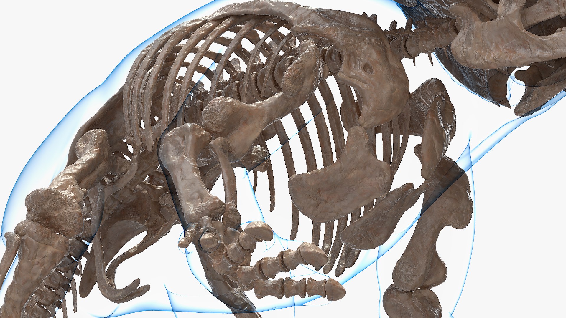3D model triceratops skeleton fossil transparent https://p.turbosquid.com/ts-thumb/YT/ktGFez/Z7YPREtz/triceratopsskeletonfossilwithtransparentskinrigged3dmodel014/jpg/1583416122/1920x1080/fit_q87/96b5d01967f311d72441b1b2777ca5e69c5d41f2/triceratopsskeletonfossilwithtransparentskinrigged3dmodel014.jpg
