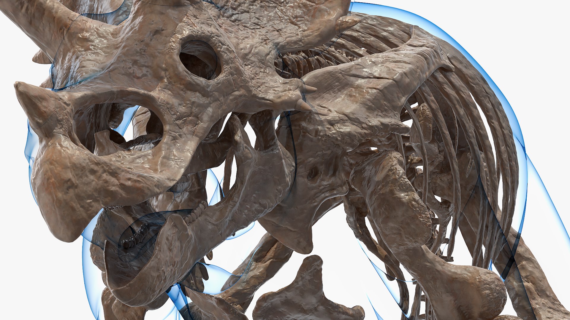 3D model triceratops skeleton fossil transparent https://p.turbosquid.com/ts-thumb/YT/ktGFez/bMhR4zNK/triceratopsskeletonfossilwithtransparentskinrigged3dmodel020/jpg/1583416143/1920x1080/fit_q87/a00a124fef0eef41930fb7be666344d4e55ef0dc/triceratopsskeletonfossilwithtransparentskinrigged3dmodel020.jpg