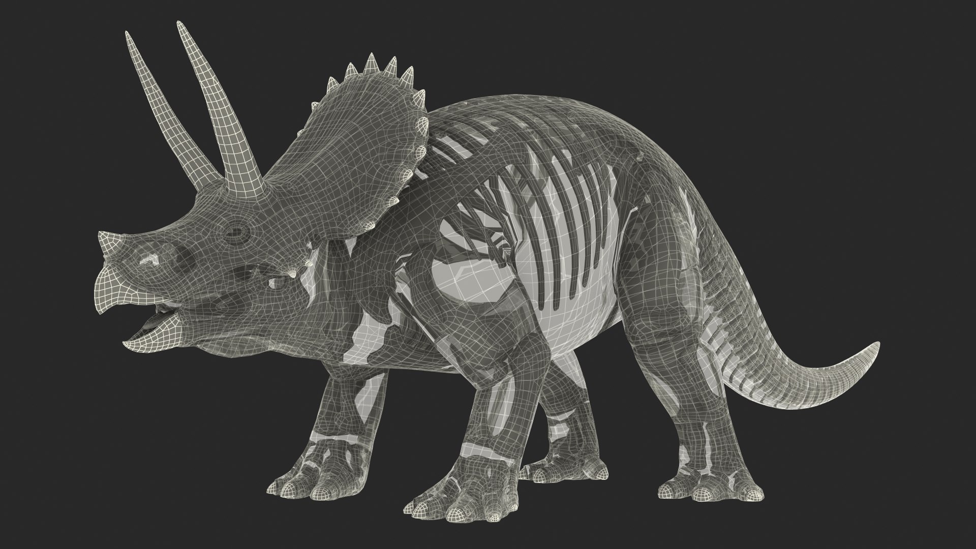 3D model triceratops skeleton fossil transparent https://p.turbosquid.com/ts-thumb/YT/ktGFez/cTTtx2aY/triceratopsskeletonfossilwithtransparentskinrigged3dmodel032/jpg/1583416185/1920x1080/fit_q87/14ab3ce55559ea34c3f58fc579f3458b9788f44e/triceratopsskeletonfossilwithtransparentskinrigged3dmodel032.jpg