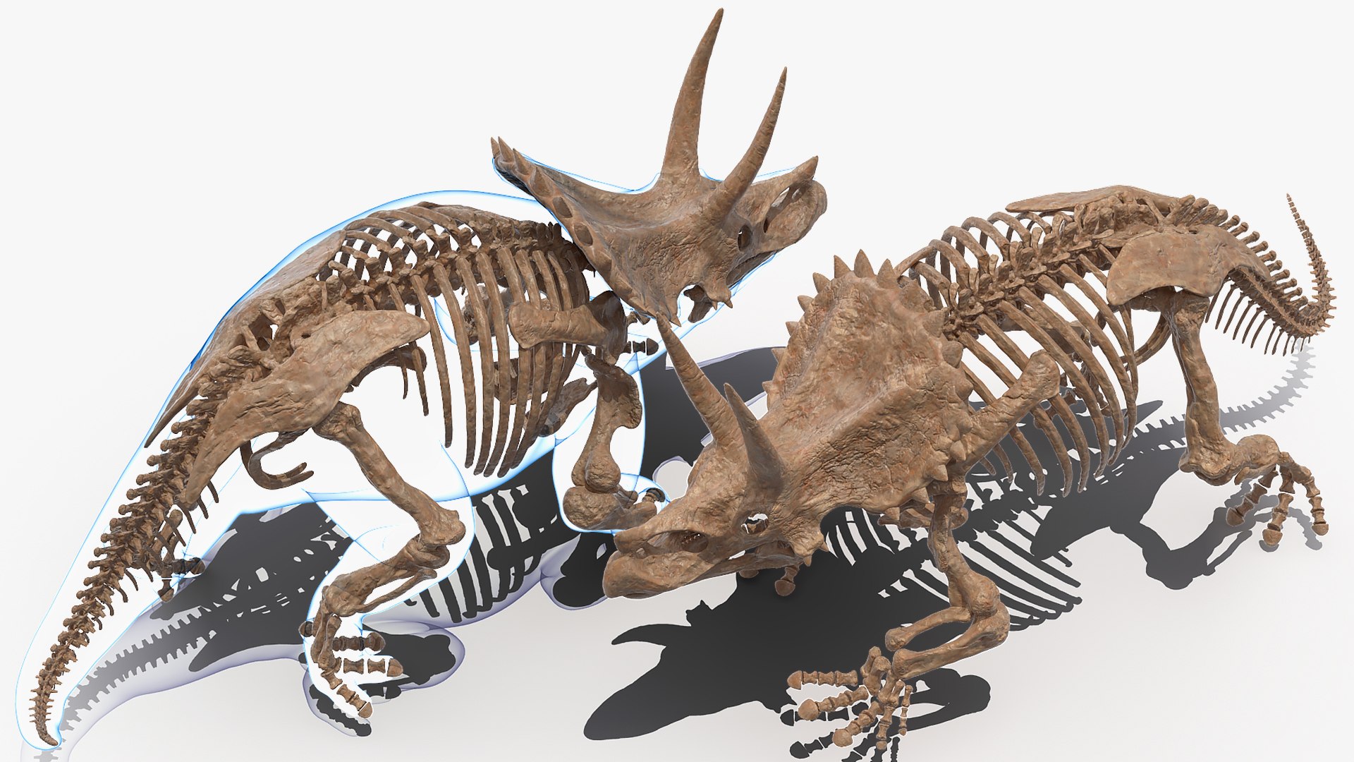 3D model triceratops skeleton fossil transparent https://p.turbosquid.com/ts-thumb/YT/ktGFez/dWIEXKSj/triceratopsskeletonfossilwithtransparentskinrigged3dmodel010/jpg/1583416108/1920x1080/fit_q87/3b67039901dfb5408210b5f6614dc837b6cd0714/triceratopsskeletonfossilwithtransparentskinrigged3dmodel010.jpg