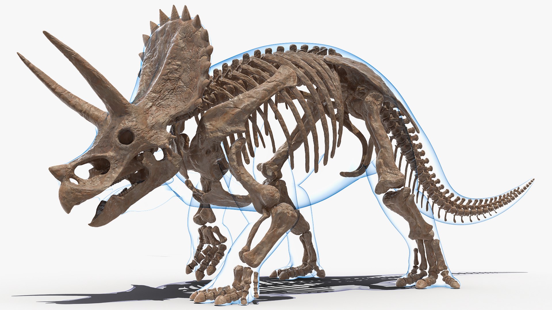 3D model triceratops skeleton fossil transparent https://p.turbosquid.com/ts-thumb/YT/ktGFez/eNdtDQnr/triceratopsskeletonfossilwithtransparentskinrigged3dmodel004/jpg/1583416087/1920x1080/fit_q87/ce7ec20b58b63e05f96bd032735be74dff167180/triceratopsskeletonfossilwithtransparentskinrigged3dmodel004.jpg