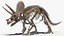 Fossile di scheletro di triceratopo con pelle trasparente truccata
