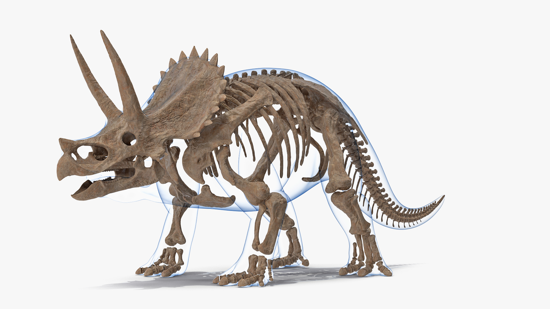 3D model triceratops skeleton fossil transparent https://p.turbosquid.com/ts-thumb/YT/ktGFez/lJTUBJkQ/triceratops_skeleton_fossil_with_transparent_skin_rigged_360/jpg/1583415428/1920x1080/turn_fit_q99/d4aeac1654d6c6eb1dfa40dcd19ebcdc32dd9966/triceratops_skeleton_fossil_with_transparent_skin_rigged_360-1.jpg
