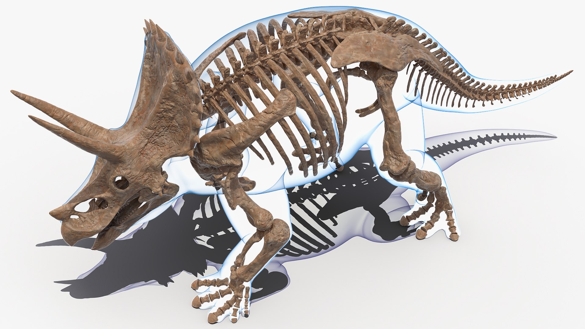 3D model triceratops skeleton fossil transparent https://p.turbosquid.com/ts-thumb/YT/ktGFez/nF7i7oWY/triceratopsskeletonfossilwithtransparentskinrigged3dmodel008/jpg/1583416101/1920x1080/fit_q87/3f4e40d3e8363109f8790dc8371cf4b5fafbee9b/triceratopsskeletonfossilwithtransparentskinrigged3dmodel008.jpg