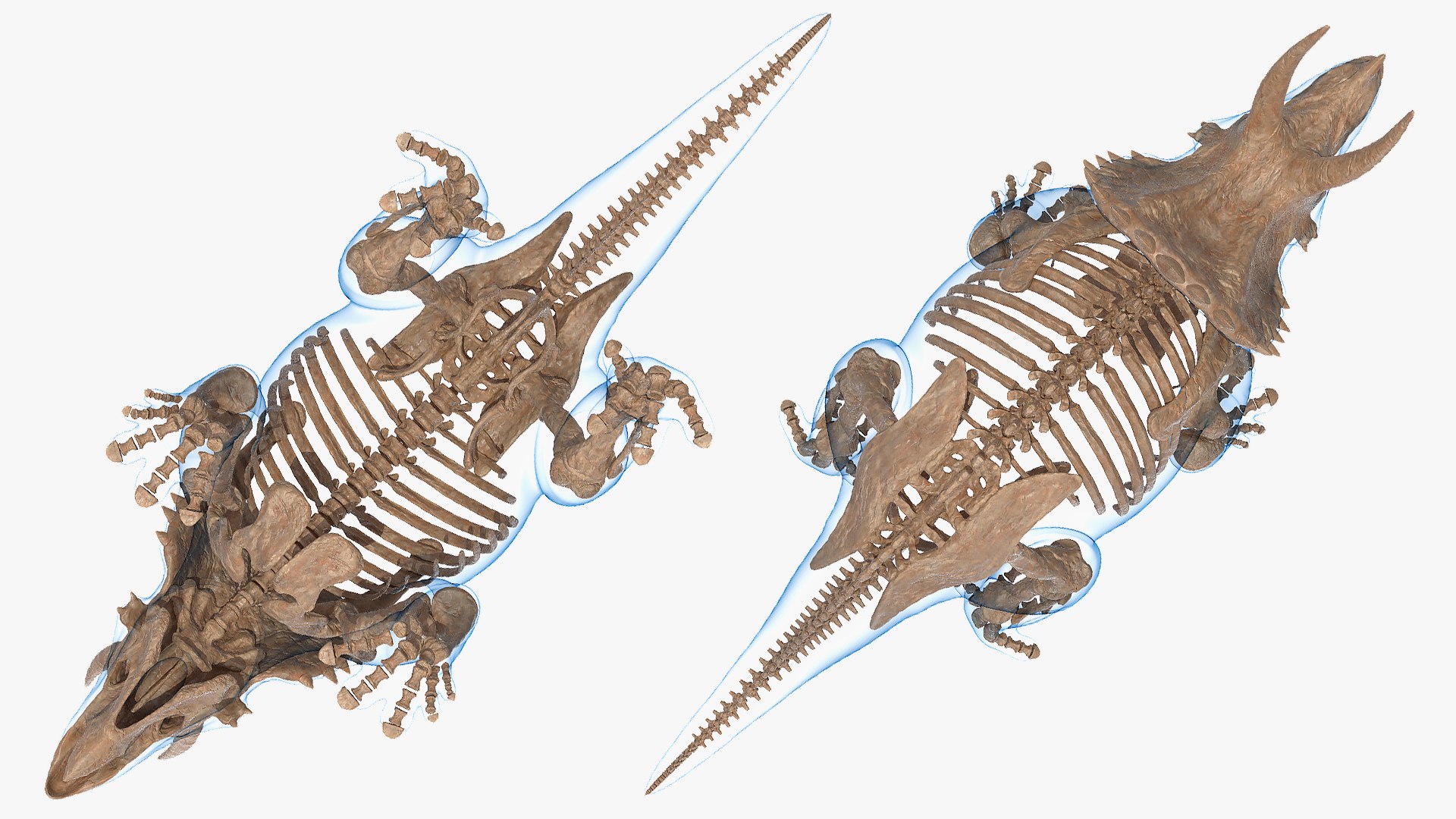 3D model triceratops skeleton fossil transparent https://p.turbosquid.com/ts-thumb/YT/ktGFez/ntpDbKRu/triceratopsskeletonfossilwithtransparentskinrigged3dmodel013/jpg/1583416118/1920x1080/fit_q87/7f555ffb5a4dbfabf198cd2b36764416c671d643/triceratopsskeletonfossilwithtransparentskinrigged3dmodel013.jpg
