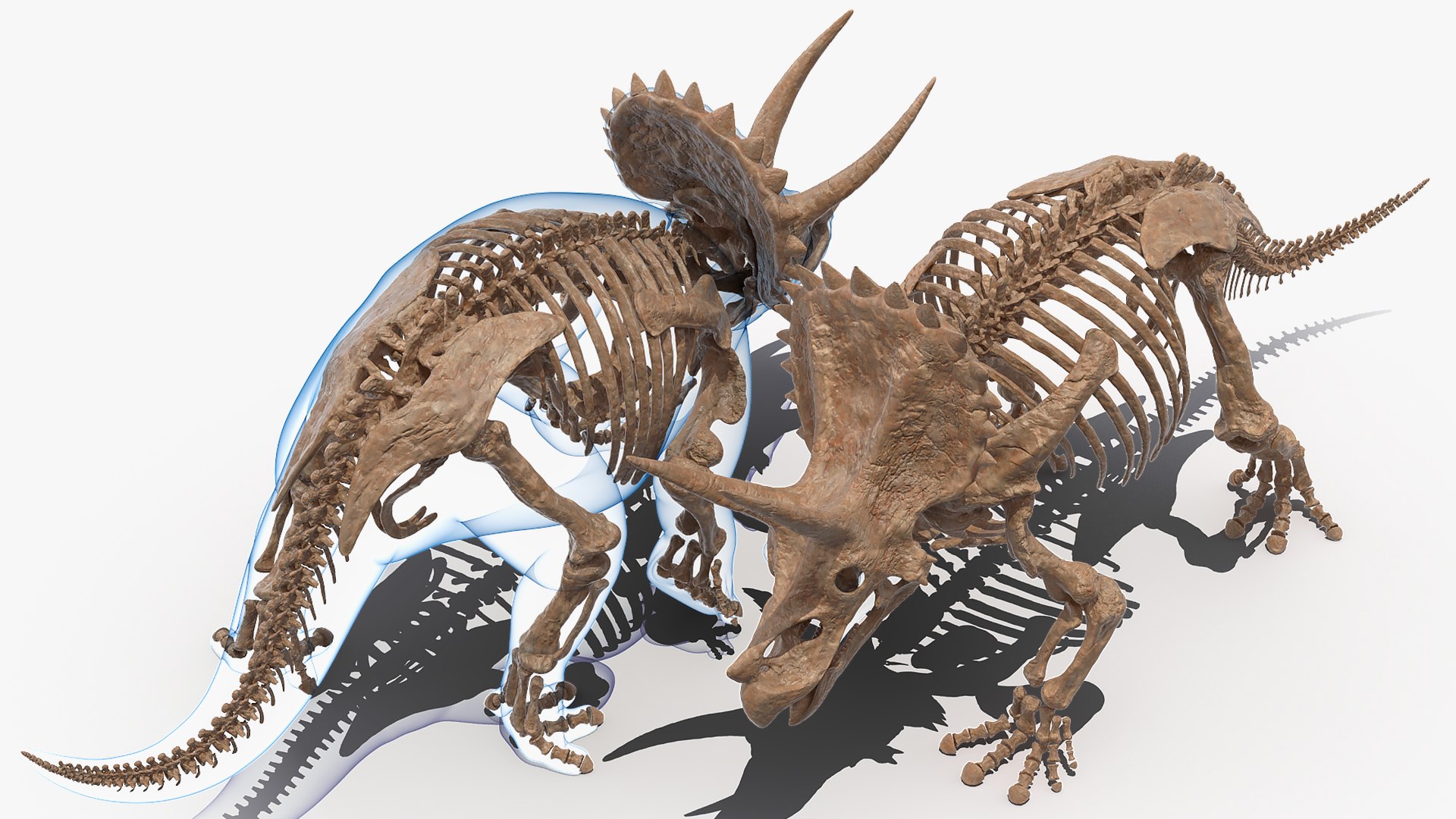 3D model triceratops skeleton fossil transparent https://p.turbosquid.com/ts-thumb/YT/ktGFez/pR1M0u8K/triceratopsskeletonfossilwithtransparentskinrigged3dmodel011/jpg/1583416111/1920x1080/fit_q87/2a47429d098c1981bf01b8bb737841384fe60178/triceratopsskeletonfossilwithtransparentskinrigged3dmodel011.jpg