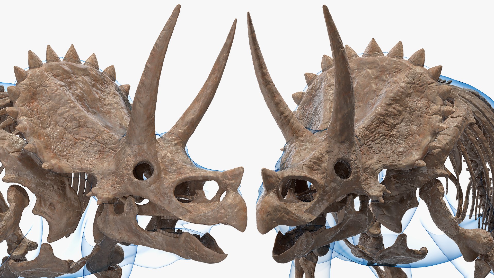 3D model triceratops skeleton fossil transparent https://p.turbosquid.com/ts-thumb/YT/ktGFez/s5SKPXeS/triceratopsskeletonfossilwithtransparentskinrigged3dmodel015/jpg/1583416125/1920x1080/fit_q87/67450d43bf05703fcb95d22631ac78407748b7ce/triceratopsskeletonfossilwithtransparentskinrigged3dmodel015.jpg