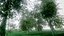 birch