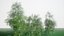birch