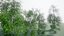 birch