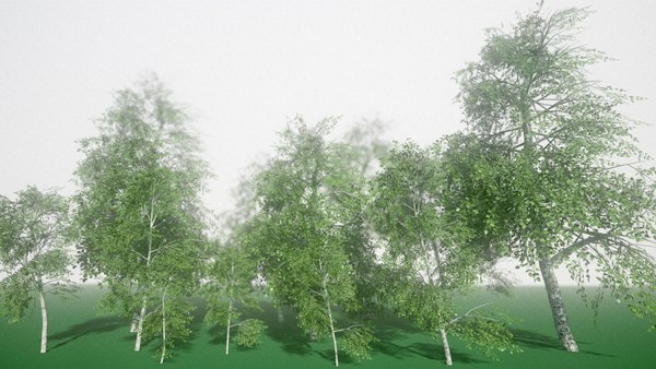 birch tree 3D