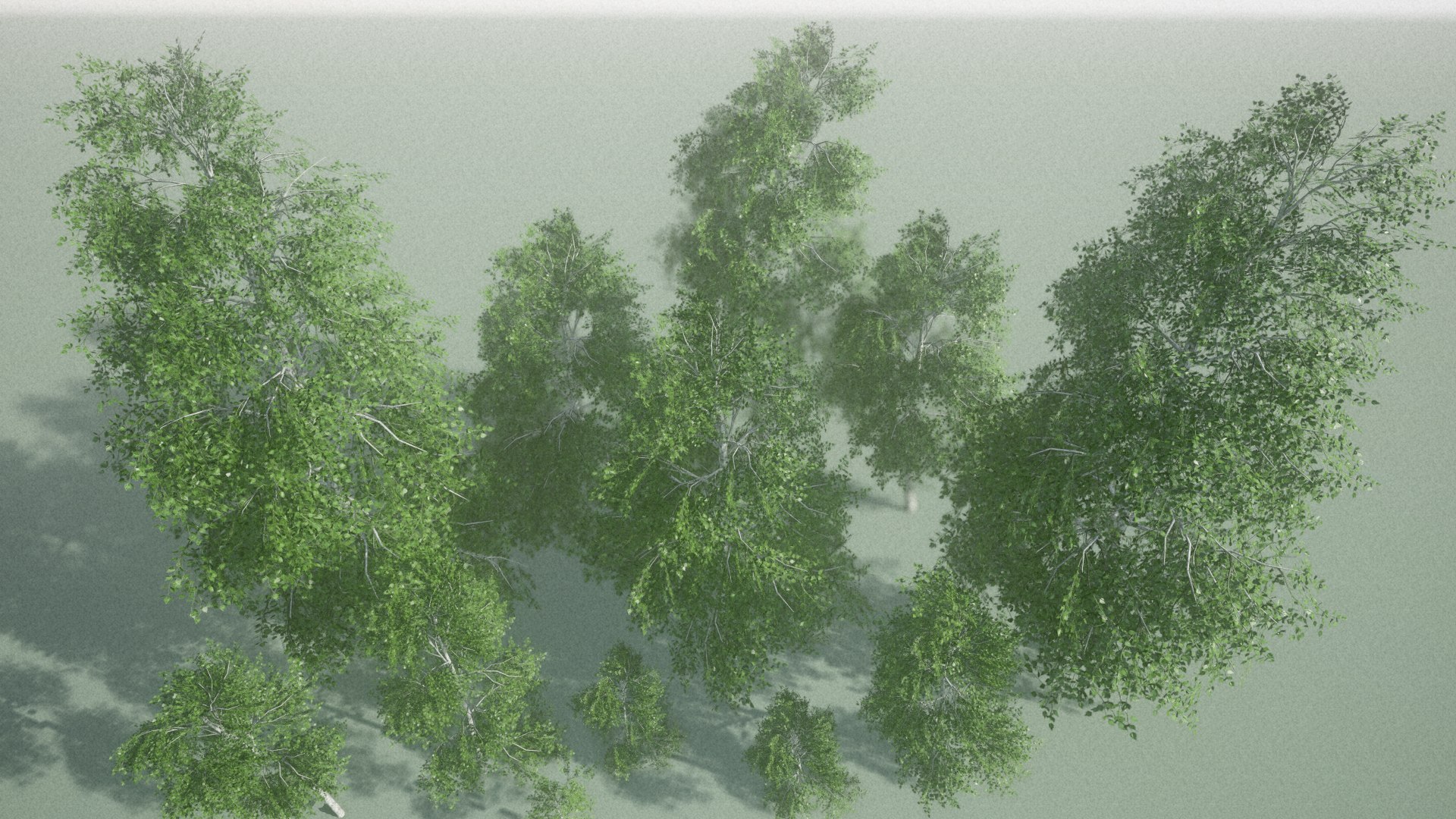 birch tree 3D https://p.turbosquid.com/ts-thumb/YT/lBYt0B/zjJo68im/screenshot006/png/1535447970/1920x1080/fit_q87/069f57195e944097e575341f30da37405e2ef73b/screenshot006.jpg