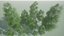 birch