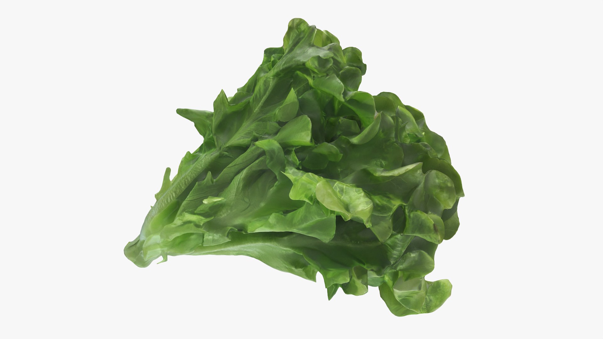 Lettuce Collection 3 model https://p.turbosquid.com/ts-thumb/YU/1qfI6j/Pj/greenoaklettuce_0001/png/1788744738/1920x1080/fit_q87/6e293df386505c41cab133e5f37a385995afc673/greenoaklettuce_0001.jpg