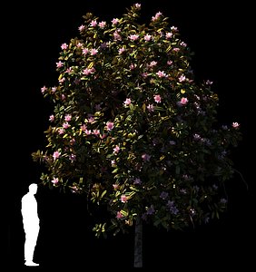 magnolia tree trunk 3D
