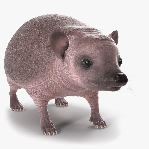 3D model Bald Hedgehog