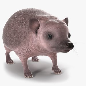 Bald Hedgehog