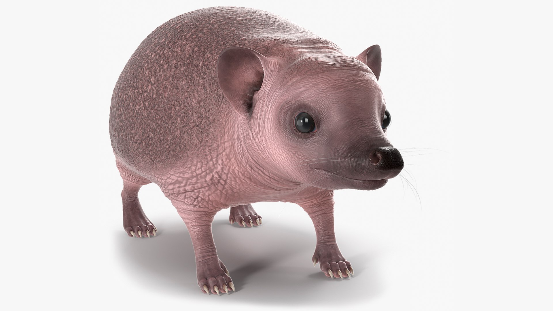 Bald Hedgehog 3D model preview