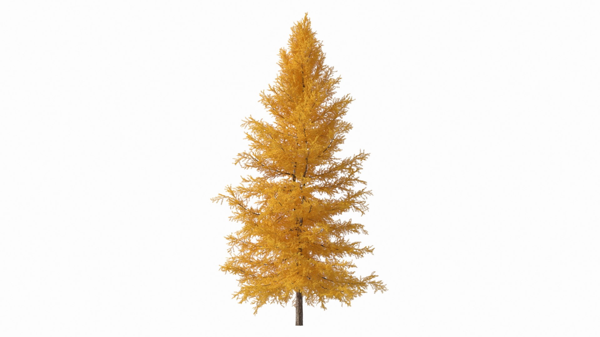 Japanese Larch Tree Yellow 3D Model - TurboSquid 1859959