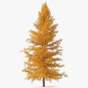 Japanese Larch Tree Yellow 3D model