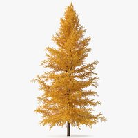 Japanese Larch Tree Yellow
