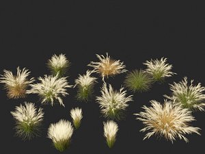 Nassella tenuissima - Mexican feather grass 02 3D
