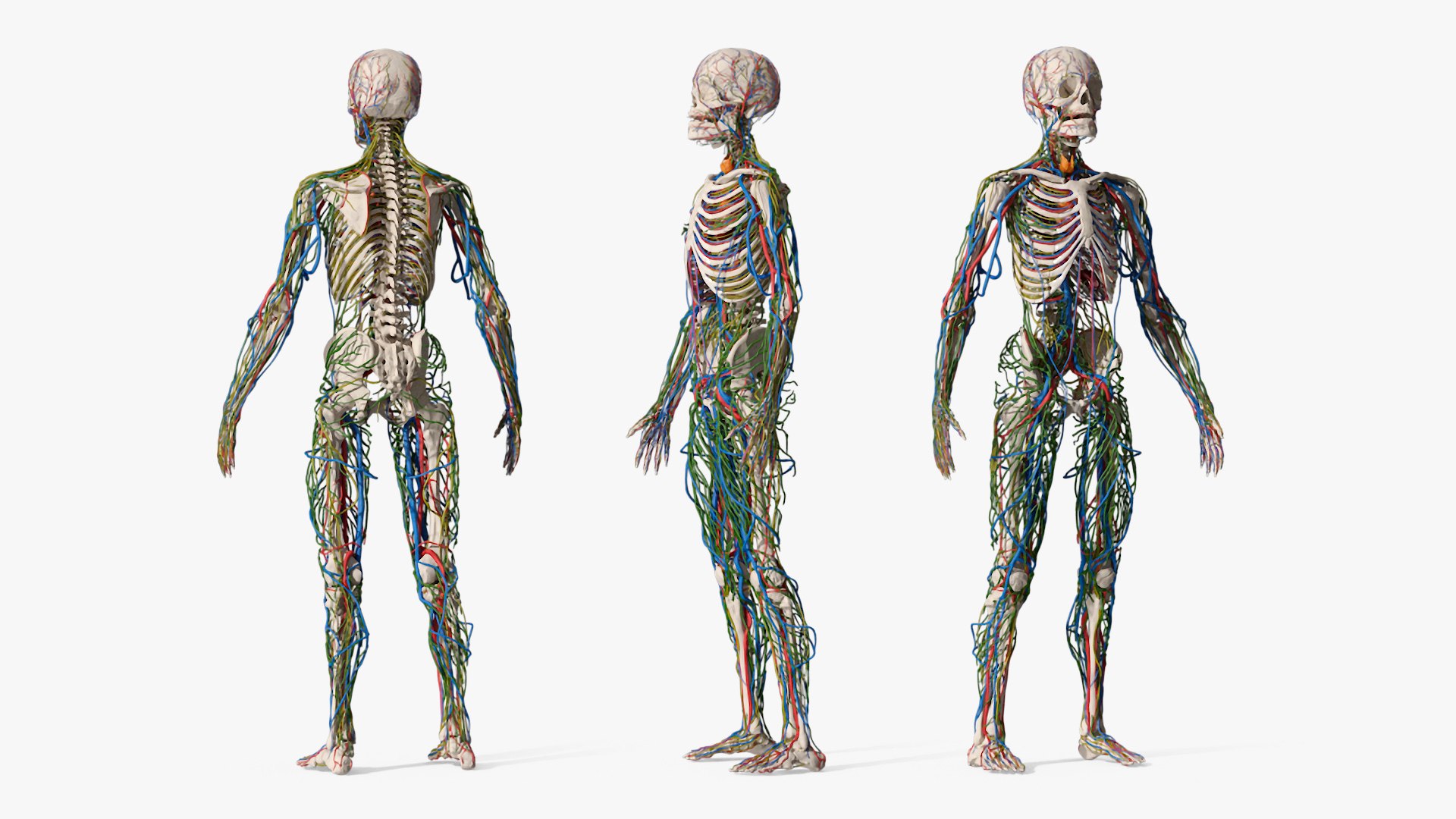 Human Circulatory and Nervous System Anatomy 3D model https://p.turbosquid.com/ts-thumb/YU/bhRS8F/1z/human_circulatory_and_nervous_system_anatomy_002/jpg/1745296801/1920x1080/fit_q87/599f3956b4d18be89a660385c882a2f835316917/human_circulatory_and_nervous_system_anatomy_002.jpg