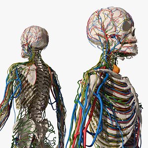 Human Circulatory and Nervous System Anatomy