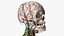 Human Circulatory and Nervous System Anatomy 3D model