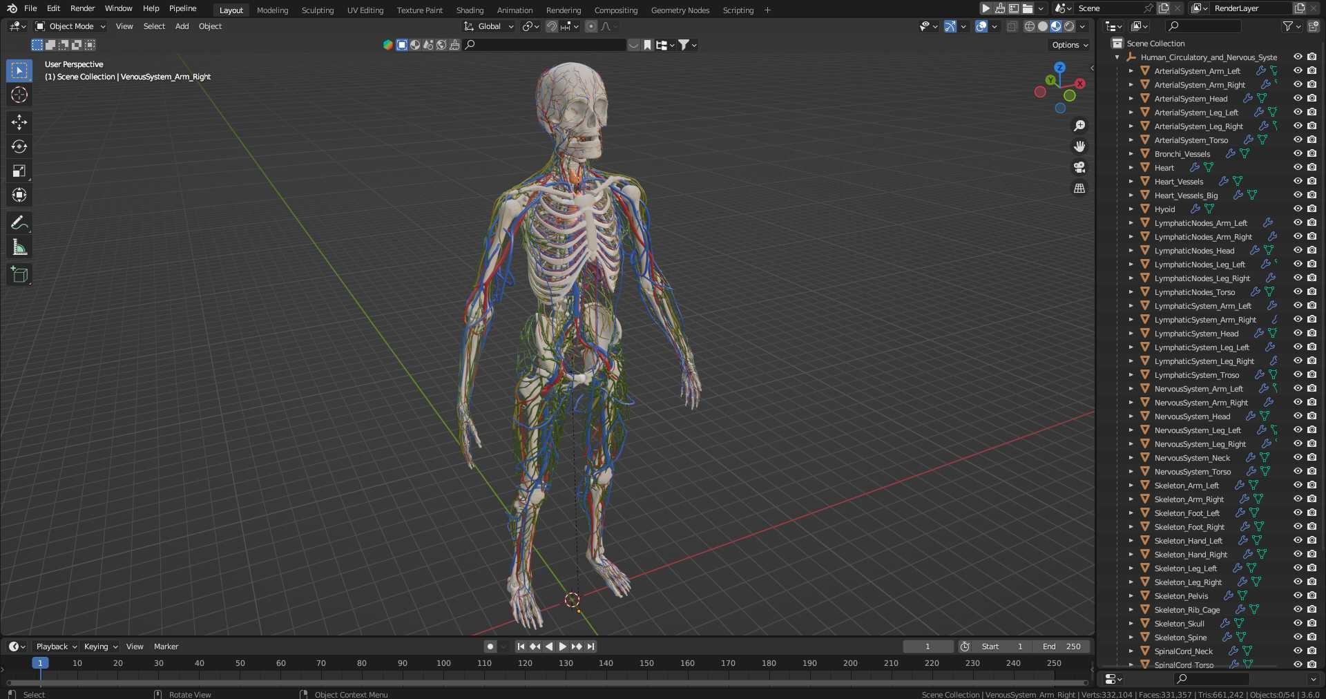 Human Circulatory and Nervous System Anatomy 3D model https://p.turbosquid.com/ts-thumb/YU/bhRS8F/ZJ/human_circulatory_and_nervous_system_anatomy_1001/jpg/1745297141/1920x1080/fit_q87/4e370c6bcbe9206de83caa81fee6443fa175e254/human_circulatory_and_nervous_system_anatomy_1001.jpg