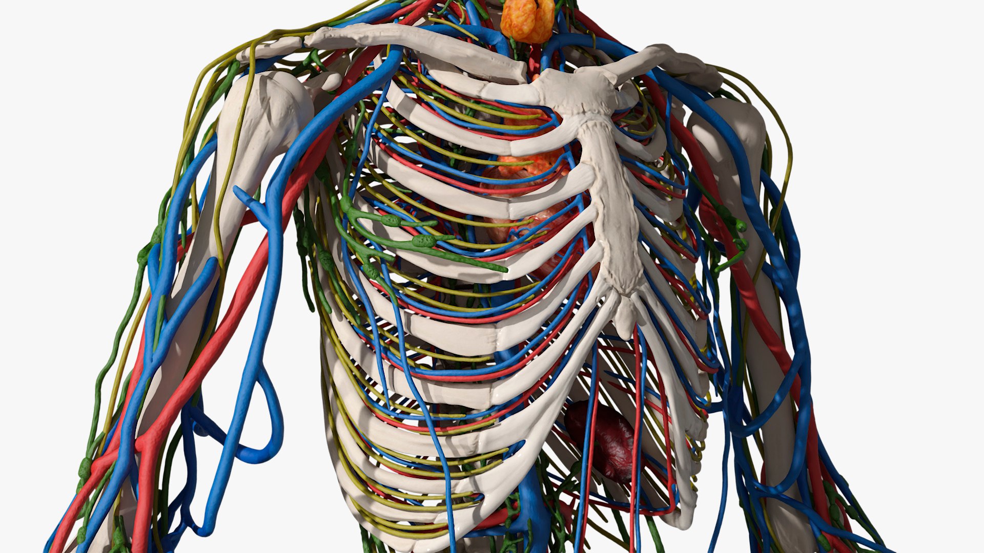Human Circulatory and Nervous System Anatomy 3D model https://p.turbosquid.com/ts-thumb/YU/bhRS8F/ax/human_circulatory_and_nervous_system_anatomy_007/jpg/1745297079/1920x1080/fit_q87/486609029a8ef0d0c1903af7b36e36c116171138/human_circulatory_and_nervous_system_anatomy_007.jpg