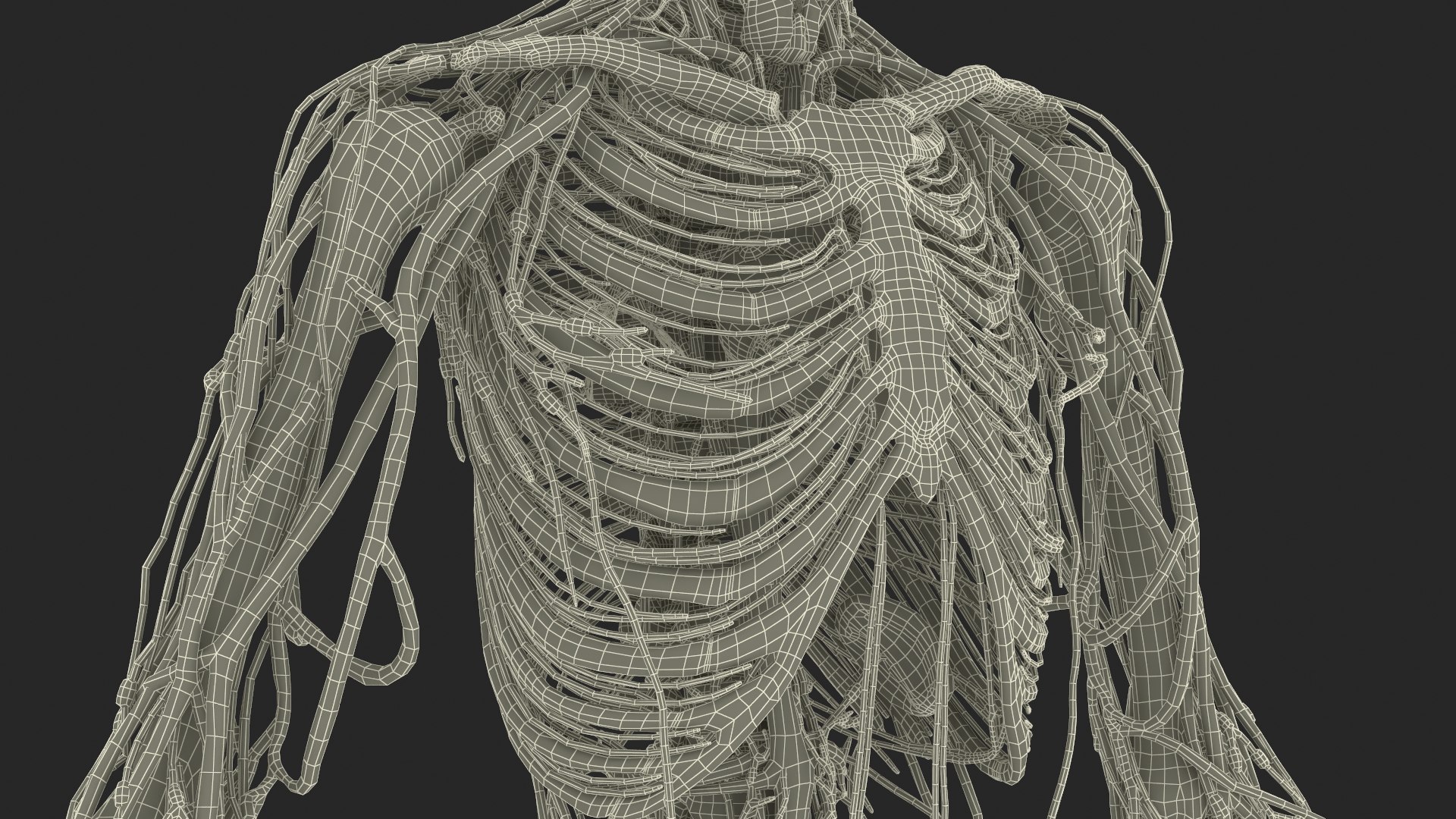 Human Circulatory and Nervous System Anatomy 3D model https://p.turbosquid.com/ts-thumb/YU/bhRS8F/w8/human_circulatory_and_nervous_system_anatomy_020/jpg/1745297131/1920x1080/fit_q87/feb1e2a89b2fc4592176fbde7eef5b7bb36c95bc/human_circulatory_and_nervous_system_anatomy_020.jpg