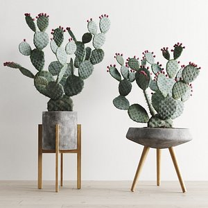 opuntia cactus planter 3D model